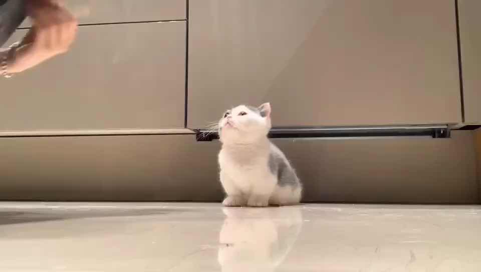 我就是训猫高手！第二天就学会了！