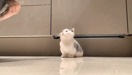 我就是训猫高手！第二天就学会了！