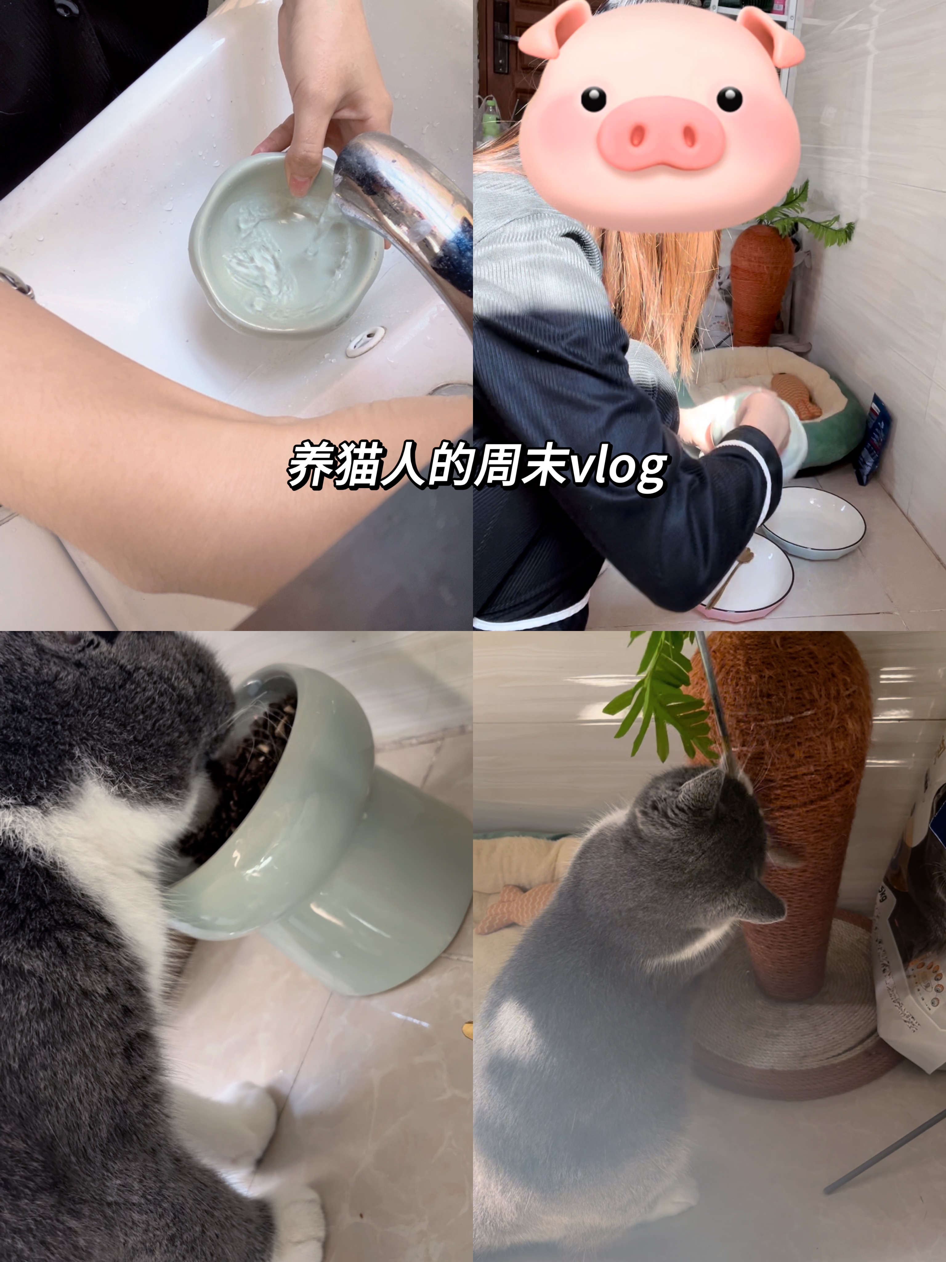 跟毛孩子的vlog