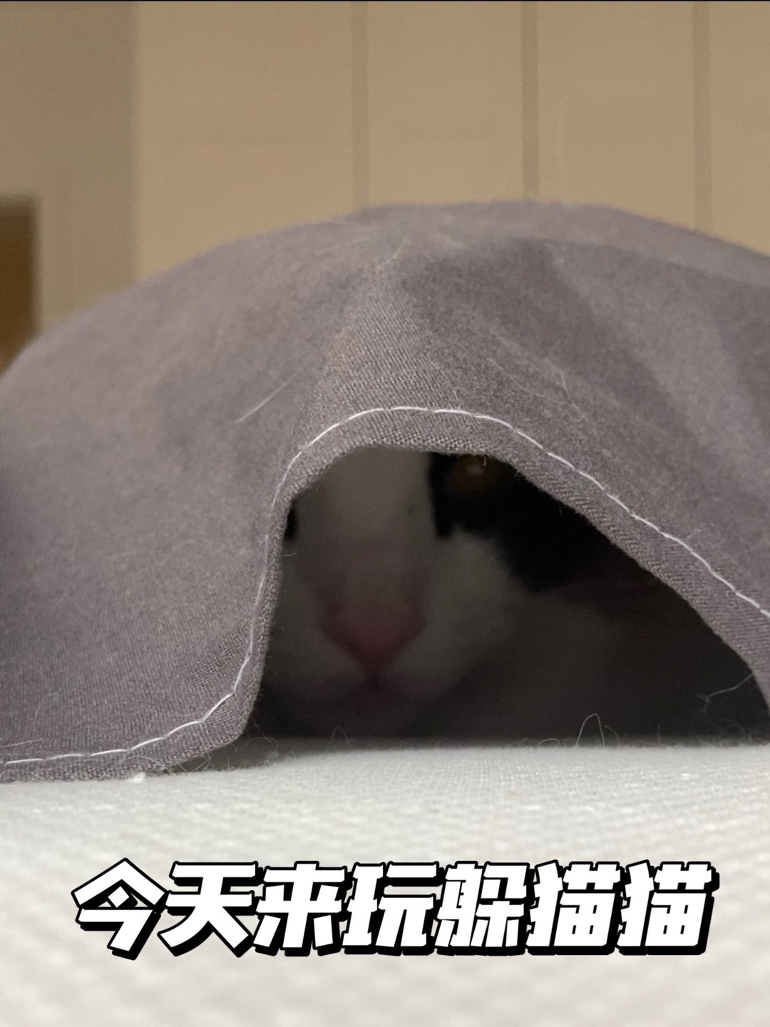 沙雕小猫玩捉迷藏，秒被发现，气到翻白眼！