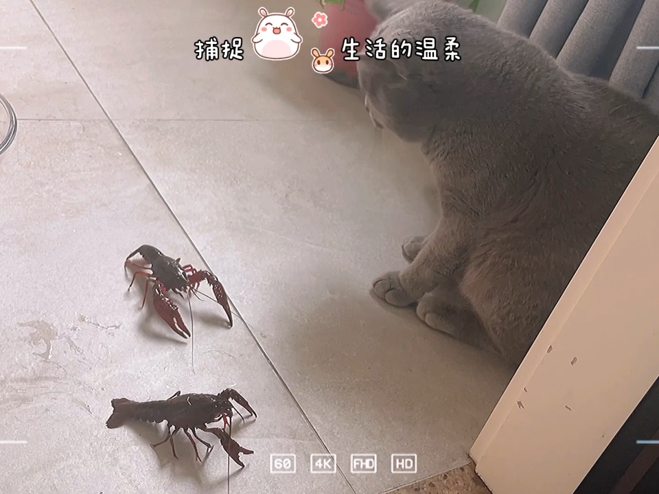 小龙虾和猫咪