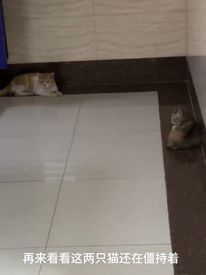 日常投喂｜猫妈妈和猫爸爸