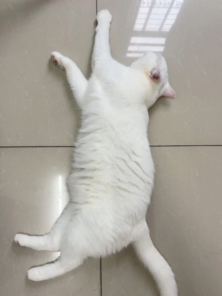 带着我家猫出门行善啦