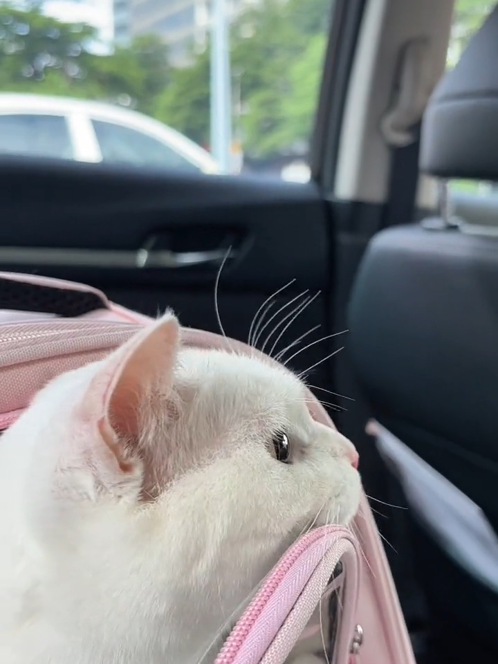 🐱宠物坐车体验🚗