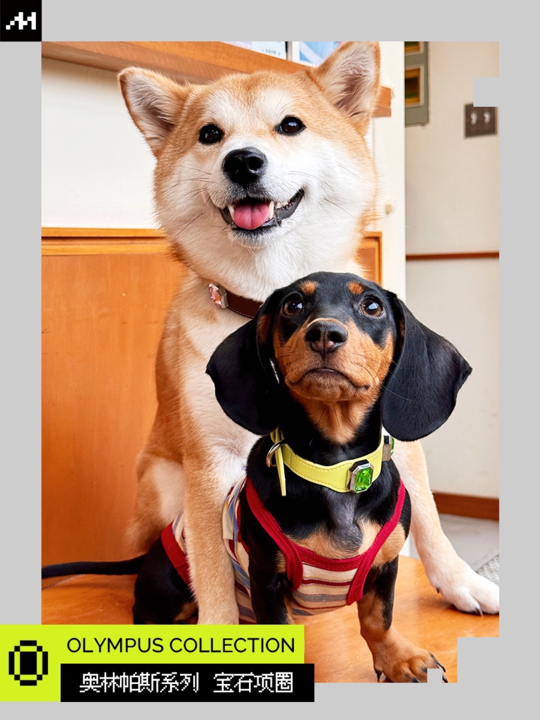 放假！遛狗🐕！又幸福了！