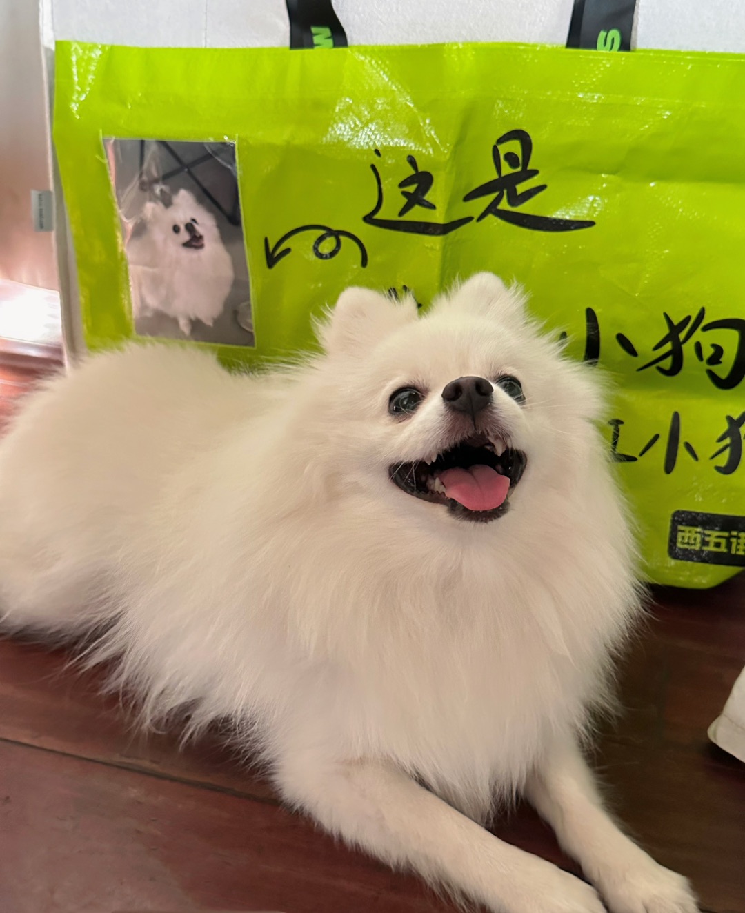 长沙｜宠物友好餐厅推荐
