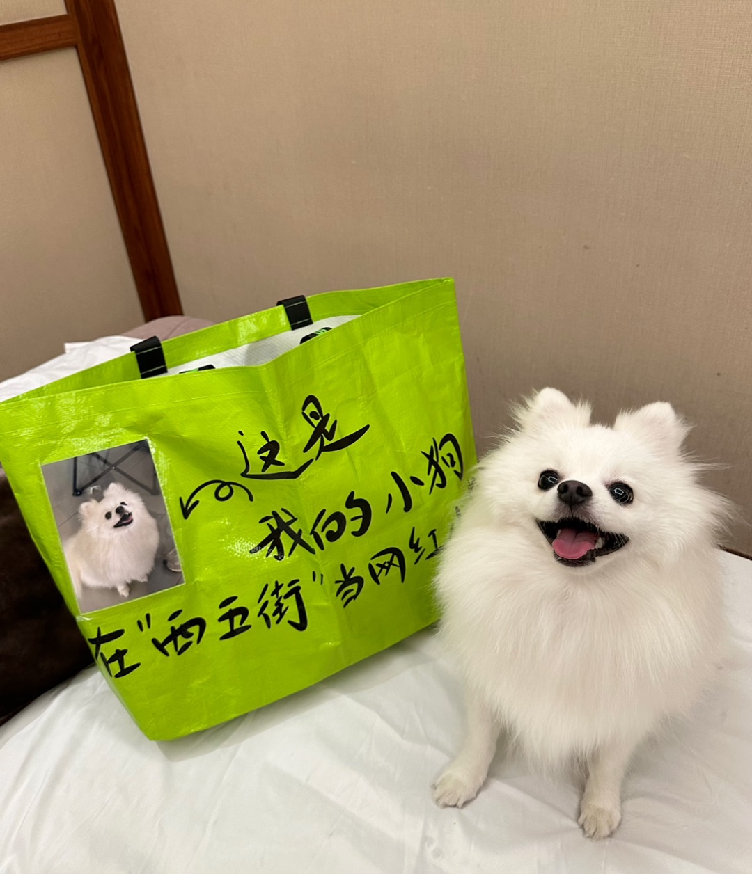 长沙｜宠物友好养生店