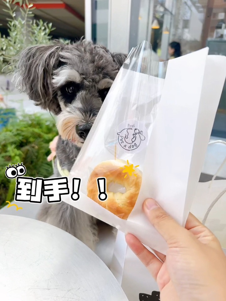 快去Begal领小狗贝果🥯