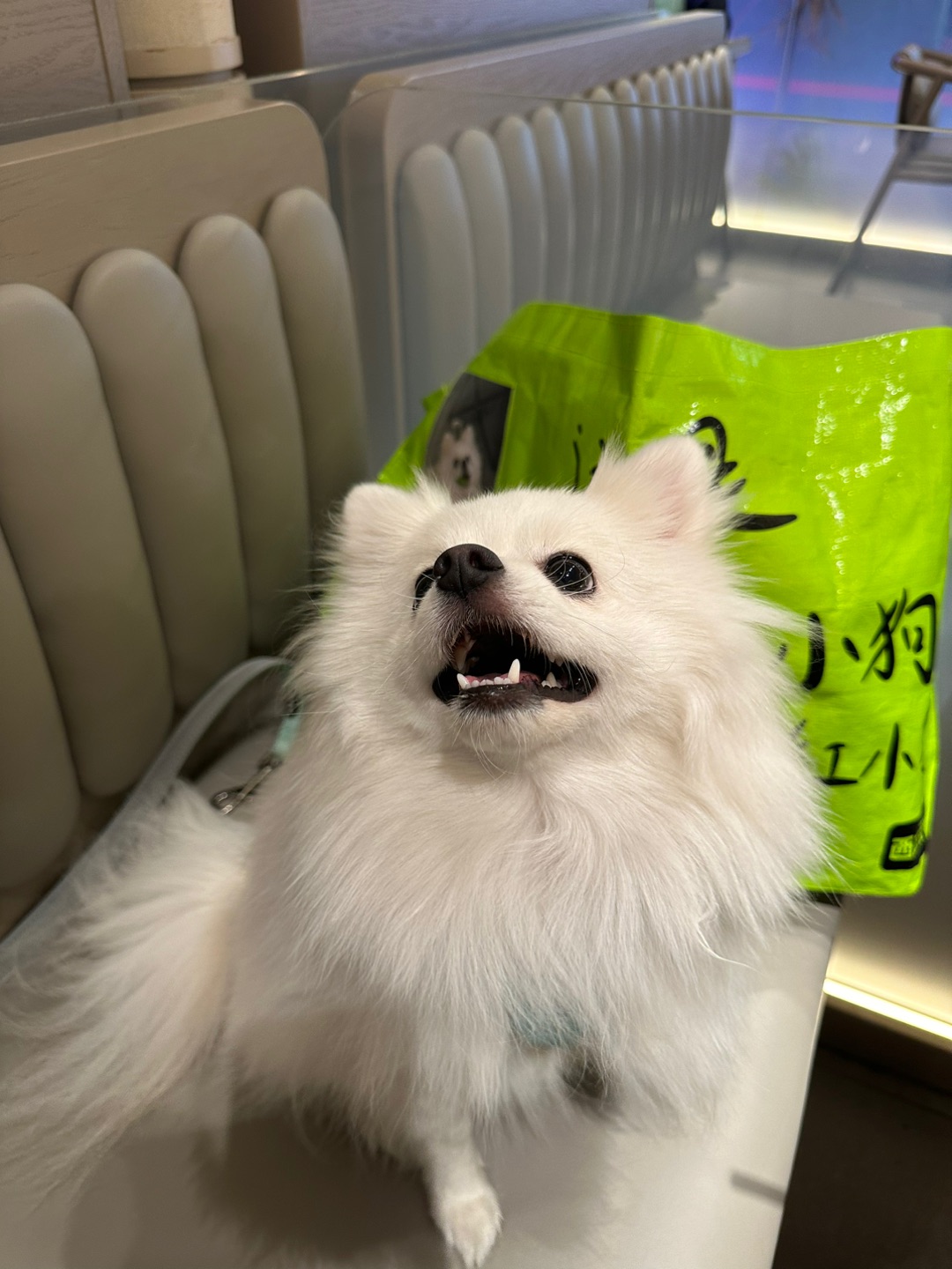 长沙｜宠物友好餐厅推荐