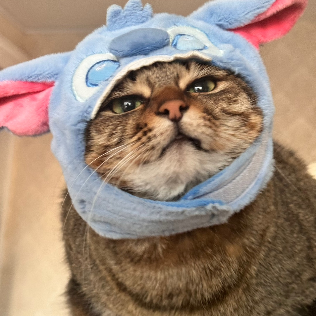 miniso进军宠物界