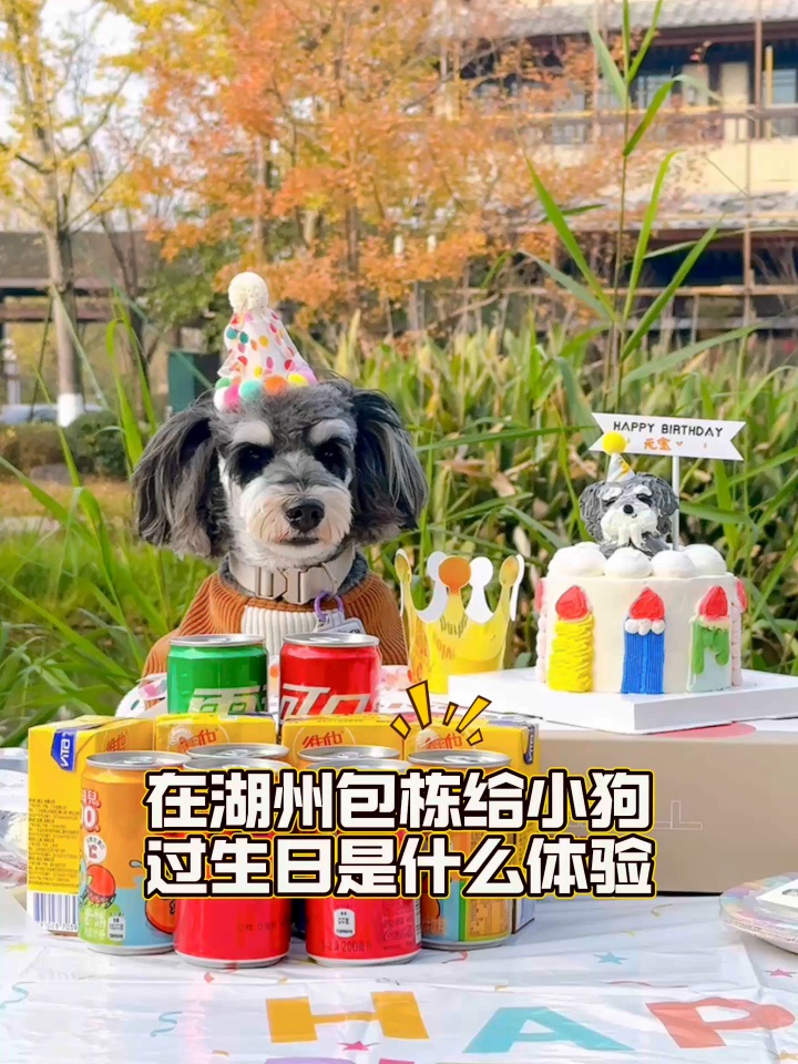 在湖州包栋给小狗过生日是什么体验