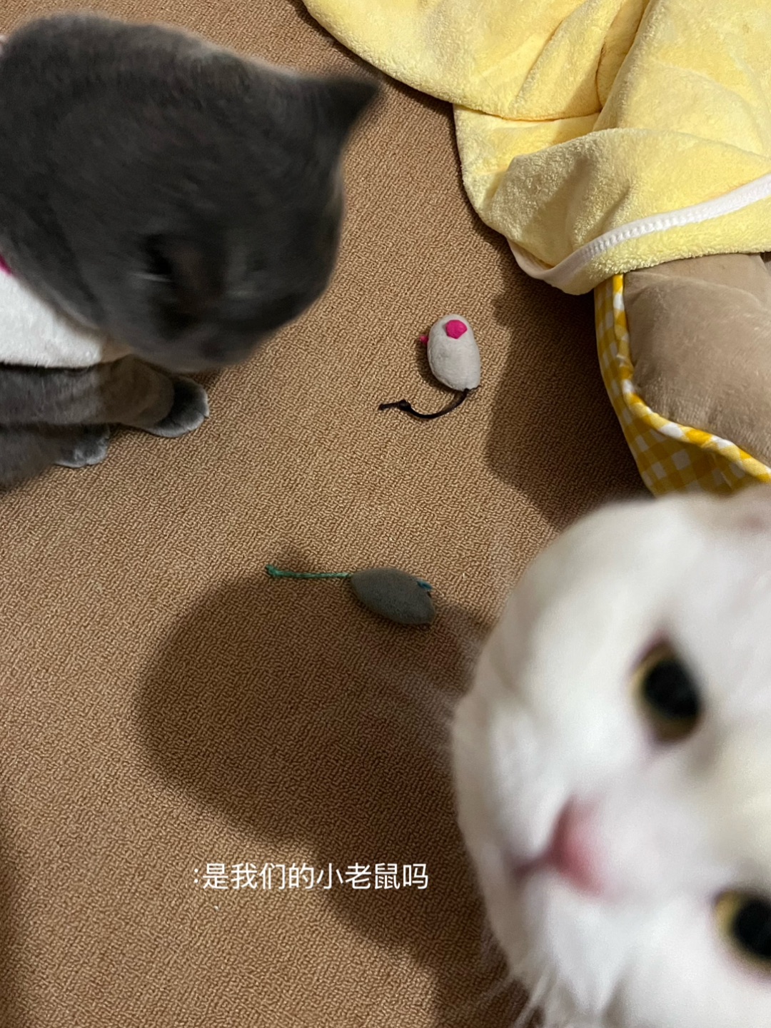 《两鼠两只猫》