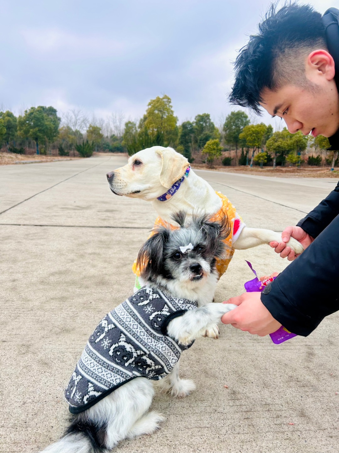 不得不说真相了！🤣《抽象派：丢失的狗狗》