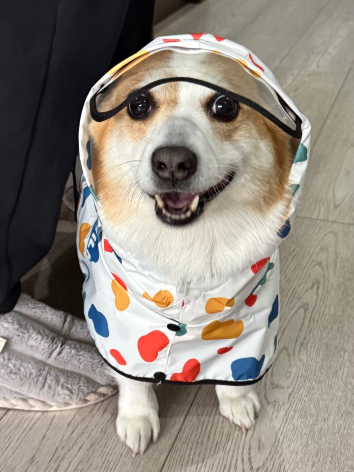 新买的雨衣 啊哈哈哈哈哈 太好玩了 看起来腿更短了 哈哈哈哈哈 #柯基 #狗狗 #萌宠 #柯基柯基 #铲屎官的乐趣
