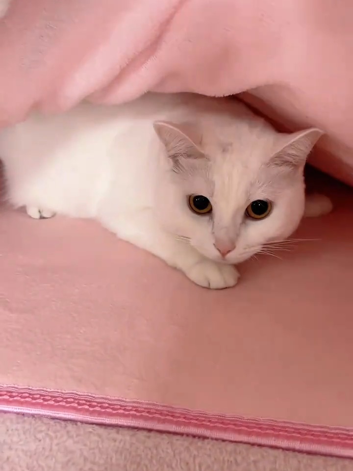 找猫半天～铲屎官的奔溃时刻