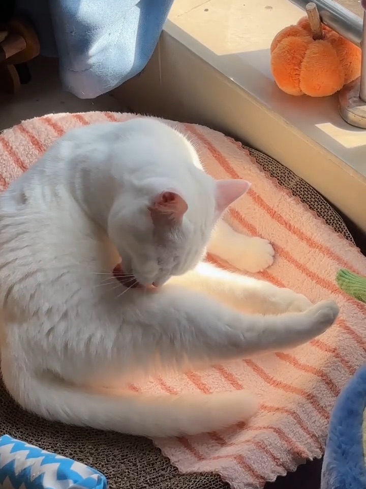优雅舔毛