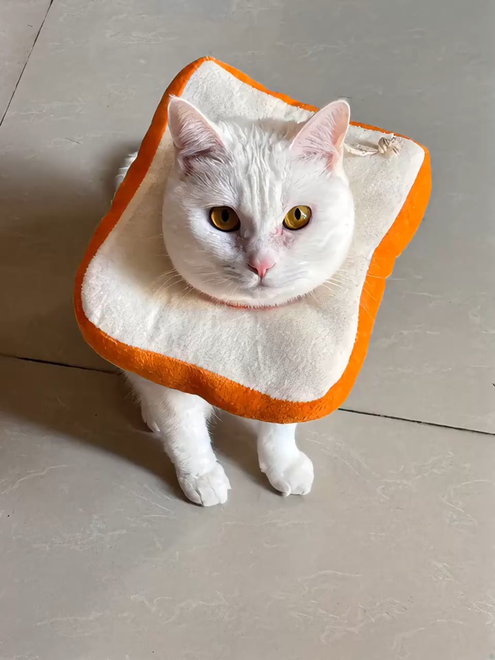 3.19猫表示动了动