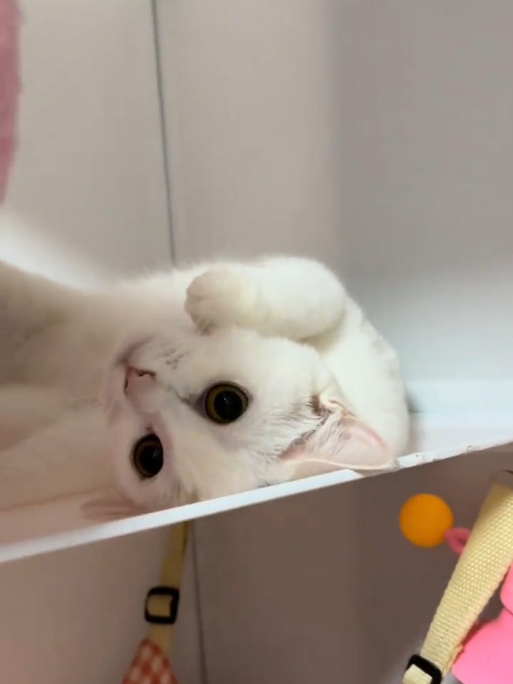 3.22小猫只想玩和吃