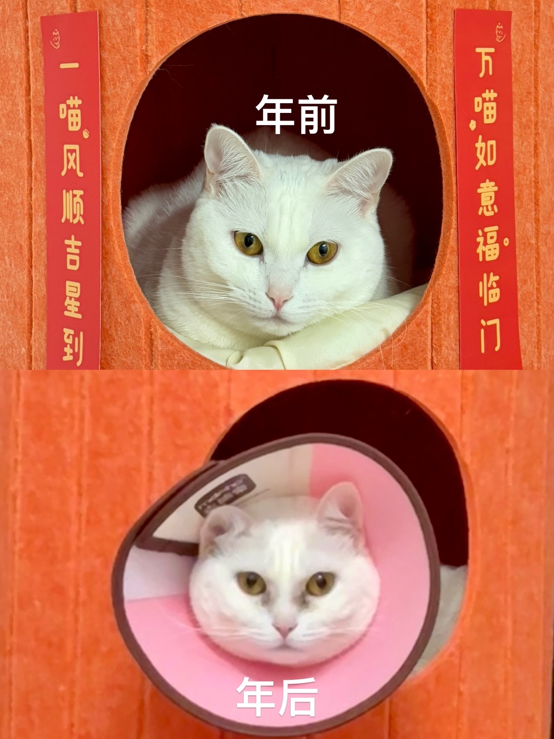 3.20一个不注意就毁容了😢
