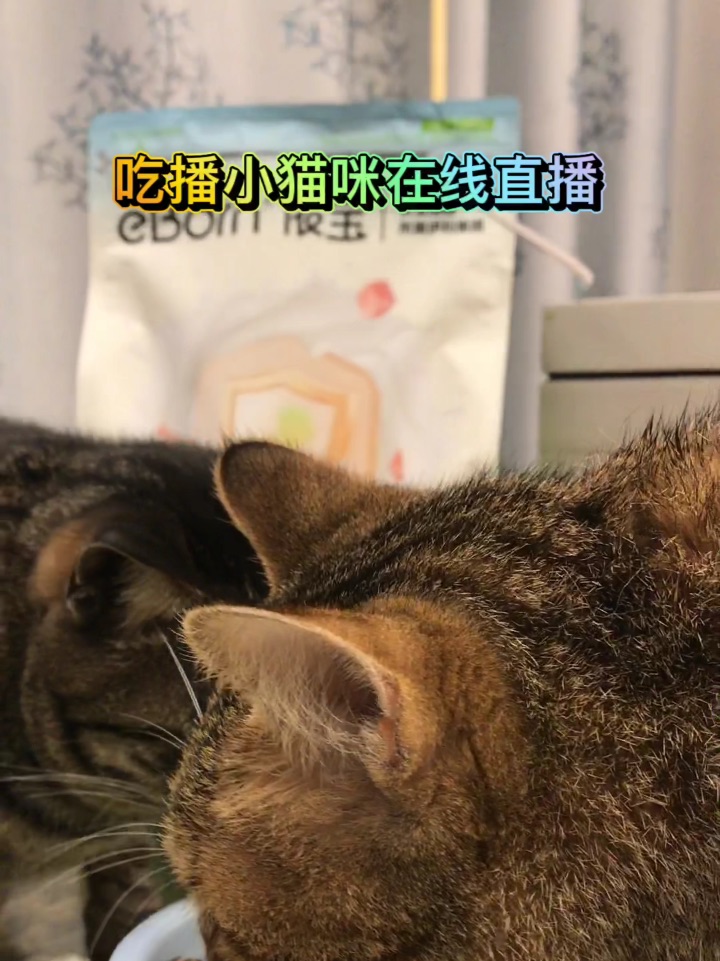 救命！怎么会有这么可爱的干饭小猫！🐱💛