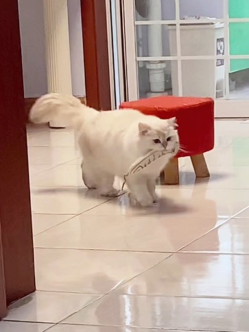 小猫这是在干嘛呀？