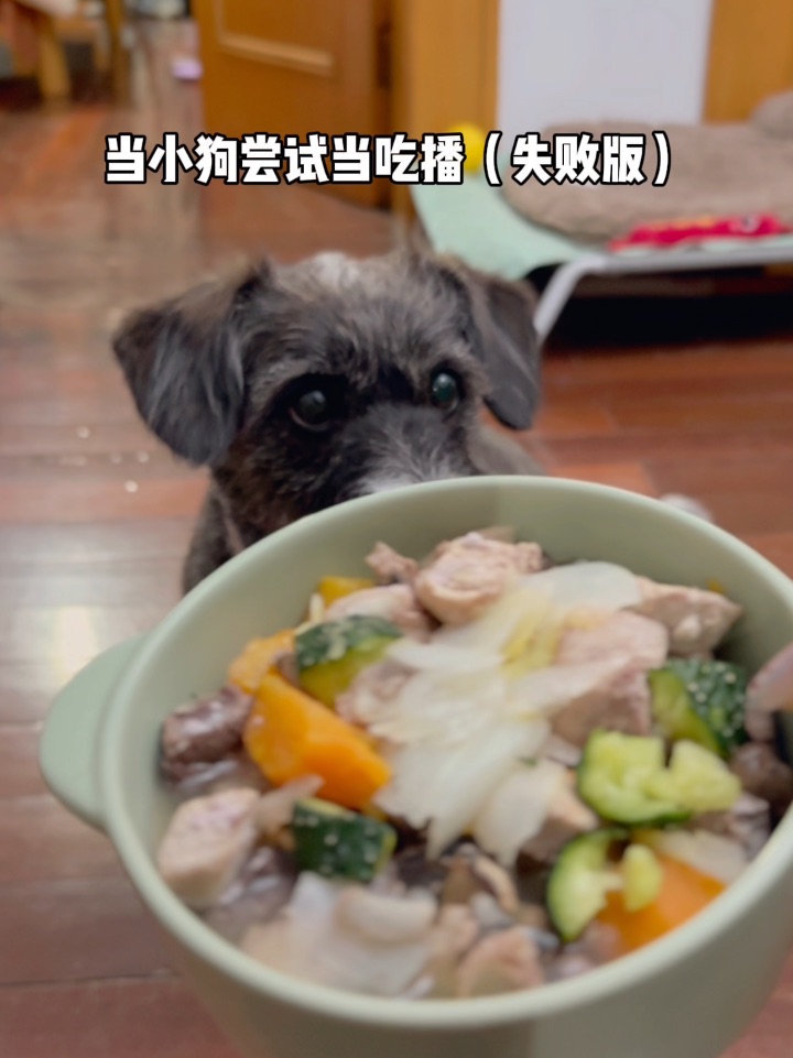 当小狗尝试做吃播（已失败