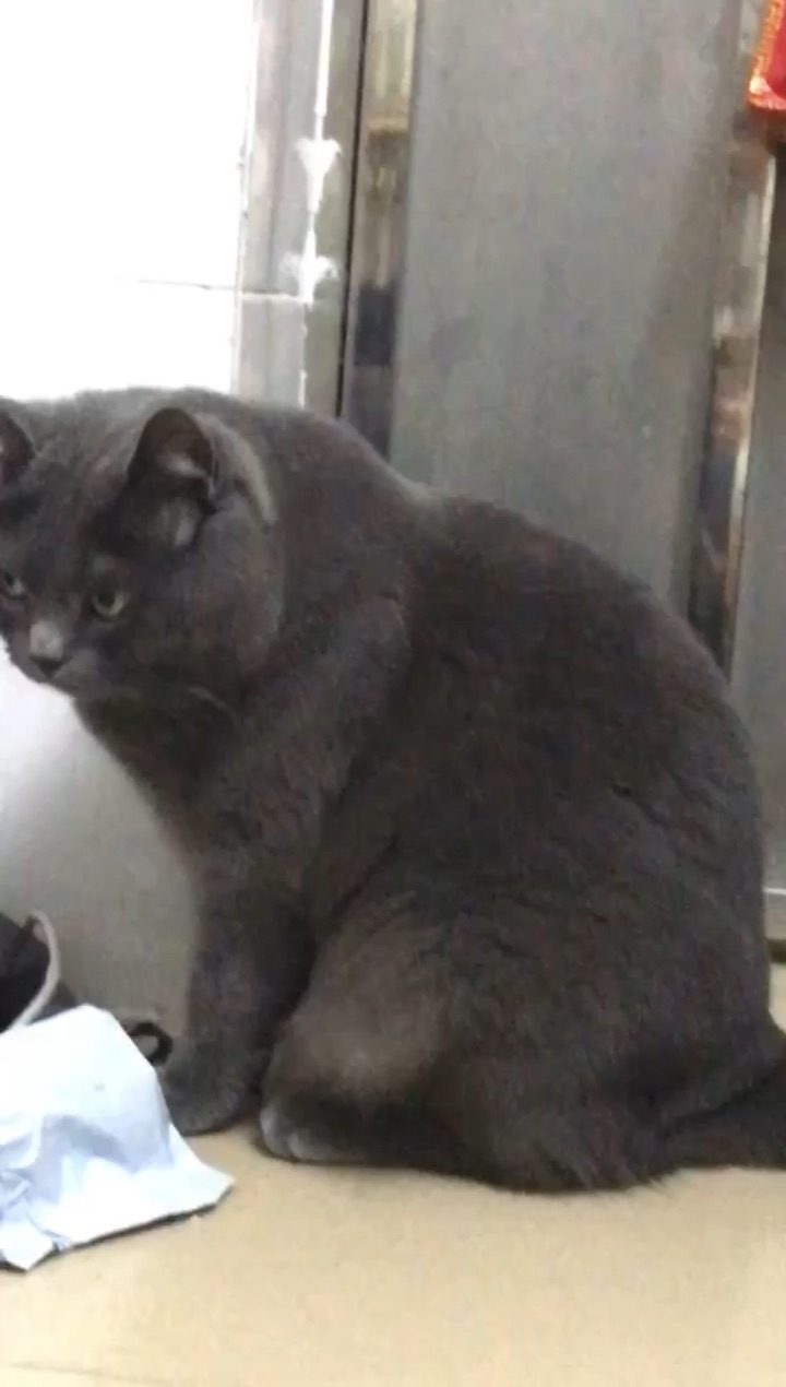 捉到一只小贝猪
