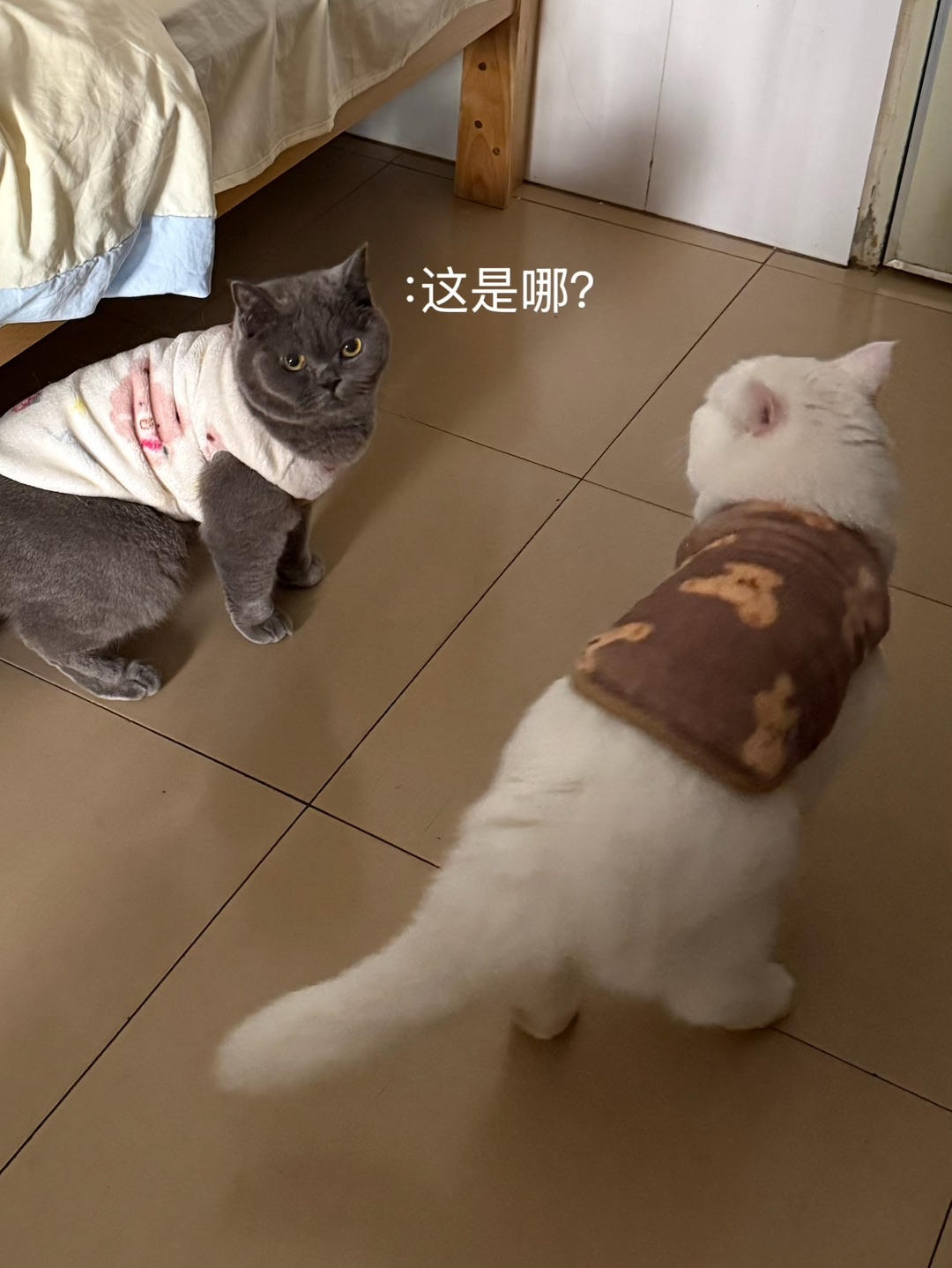 大咪和小咪日常🩵