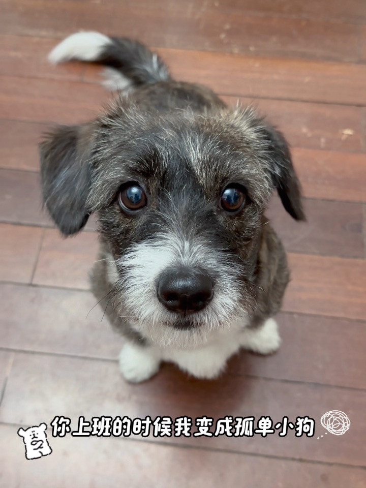 小时候你就是我的小狗
