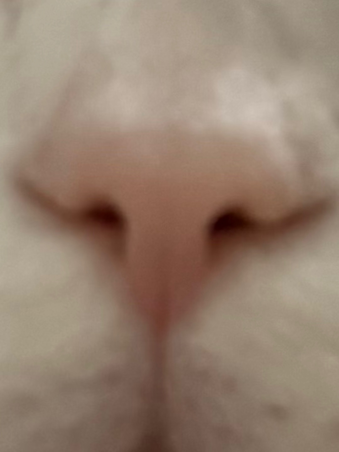 小猫的鼻子是特斯拉 小猫的嘴巴是奔驰
