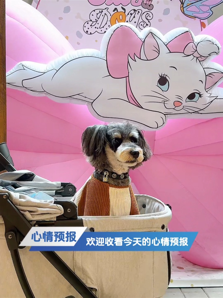 现在为您播报今日天气🔍
