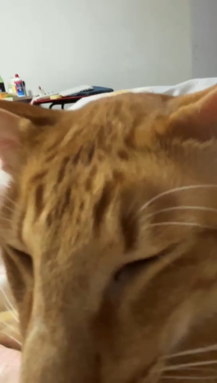 0322小猫咪的嘴