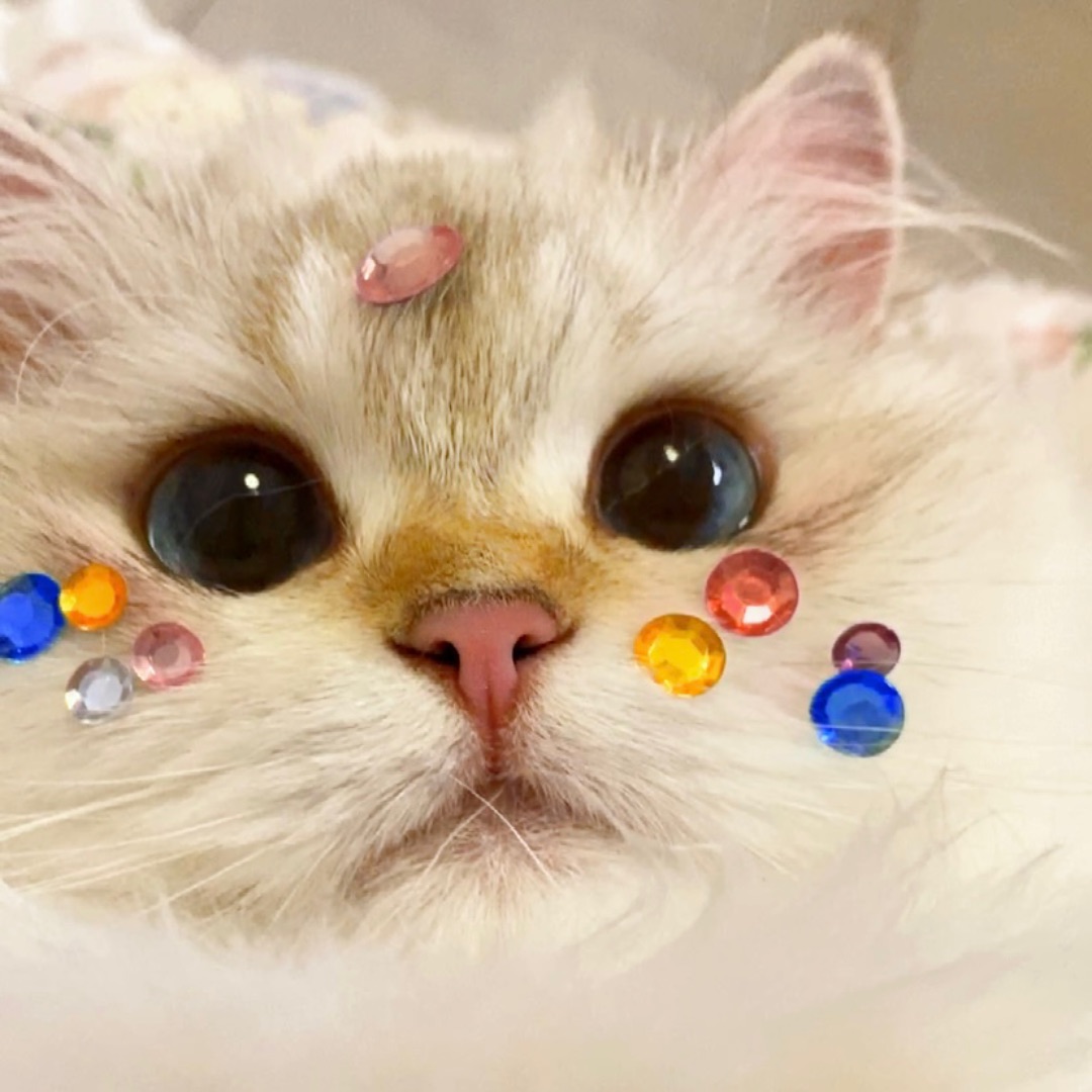 右滑看猫猫变脸！
