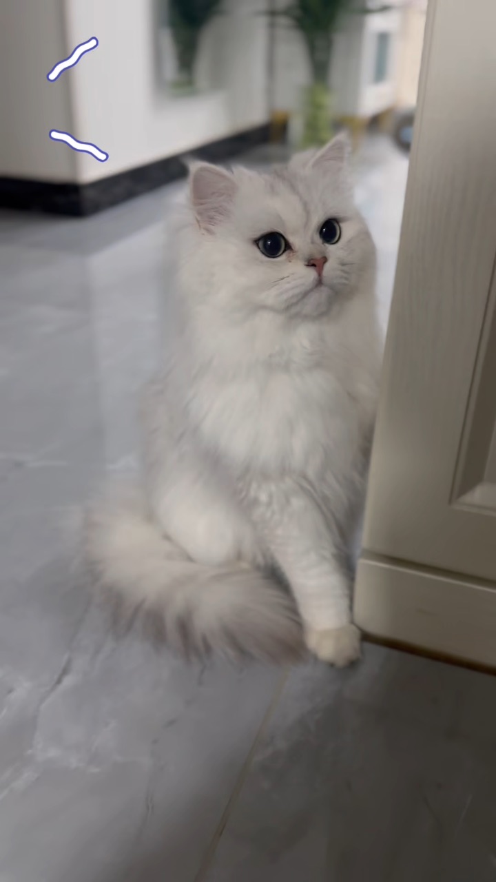 退休小猫的疑问