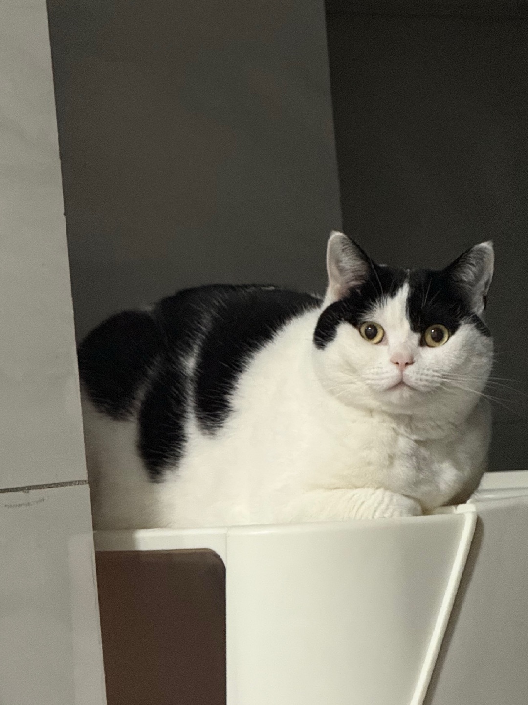 猫咪喜欢占领高地是真的