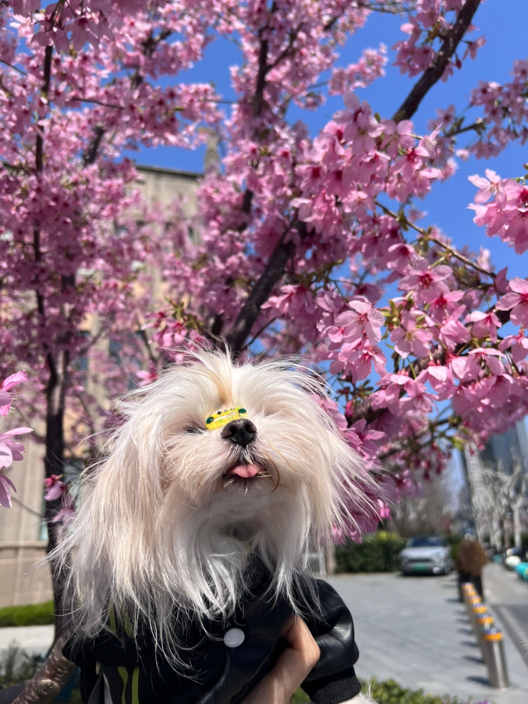 春天来啦