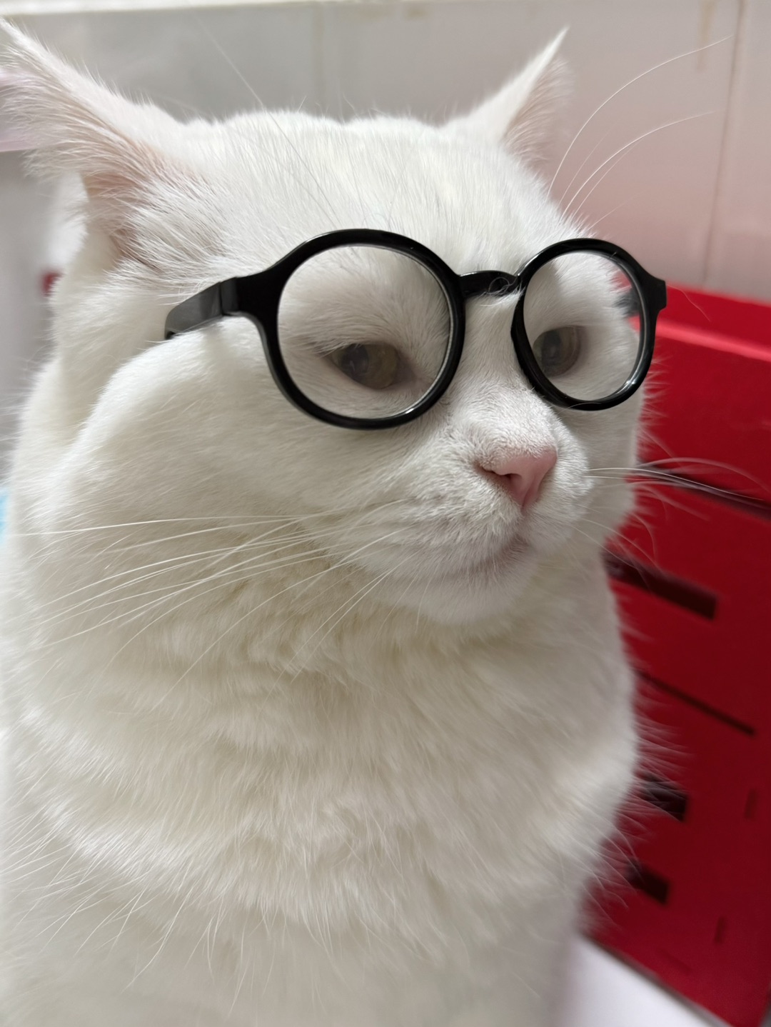 拥有知识de小猫👓🐱
