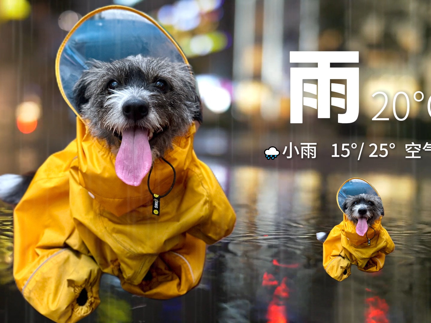 请选择你的天气小狗