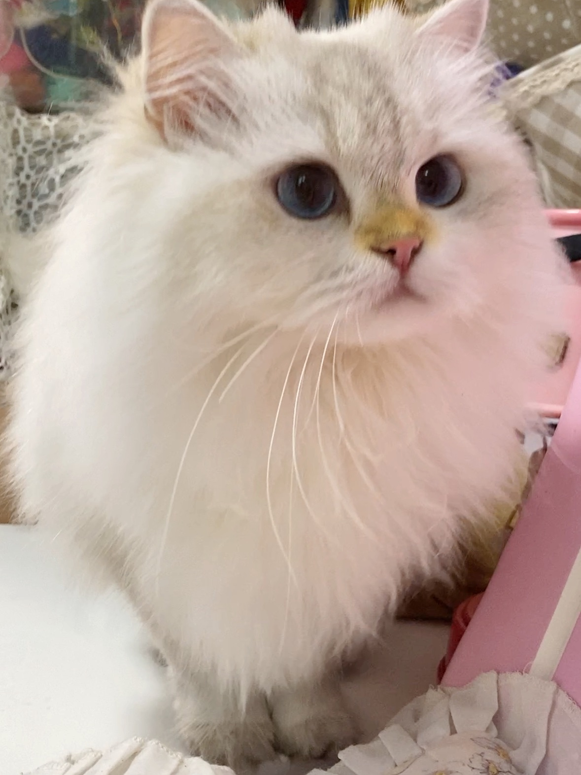 怎么有小猫一摸就响？