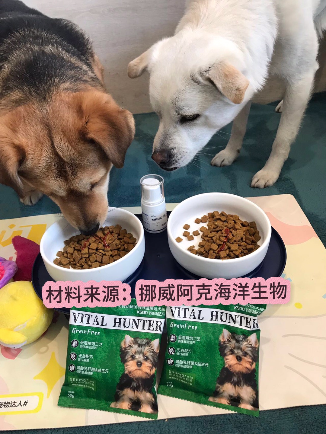 主子换季掉毛大作战！