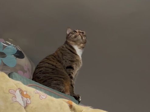 03.22小猫咪上天