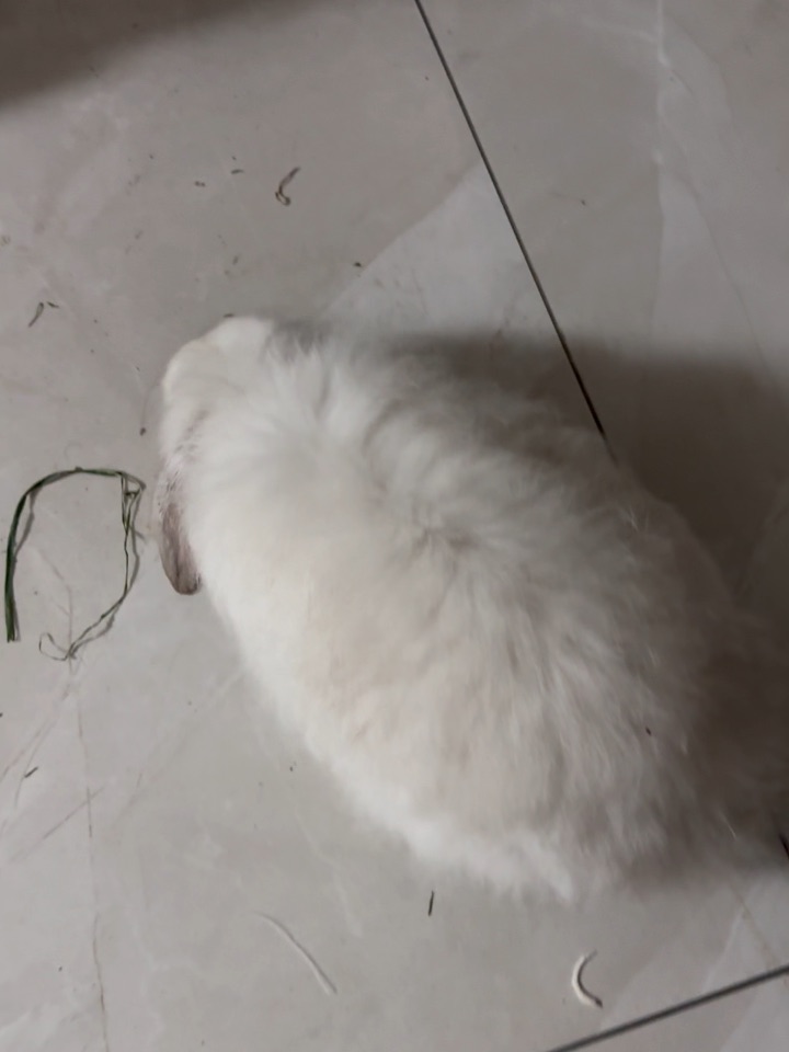 圆圆的面包团子