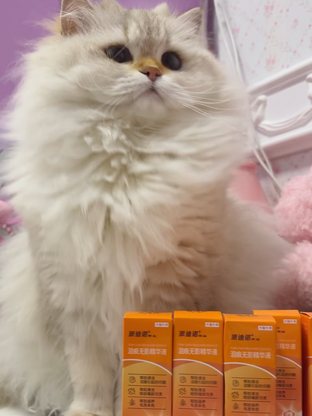 养出干干净净的大眼小猫咪～