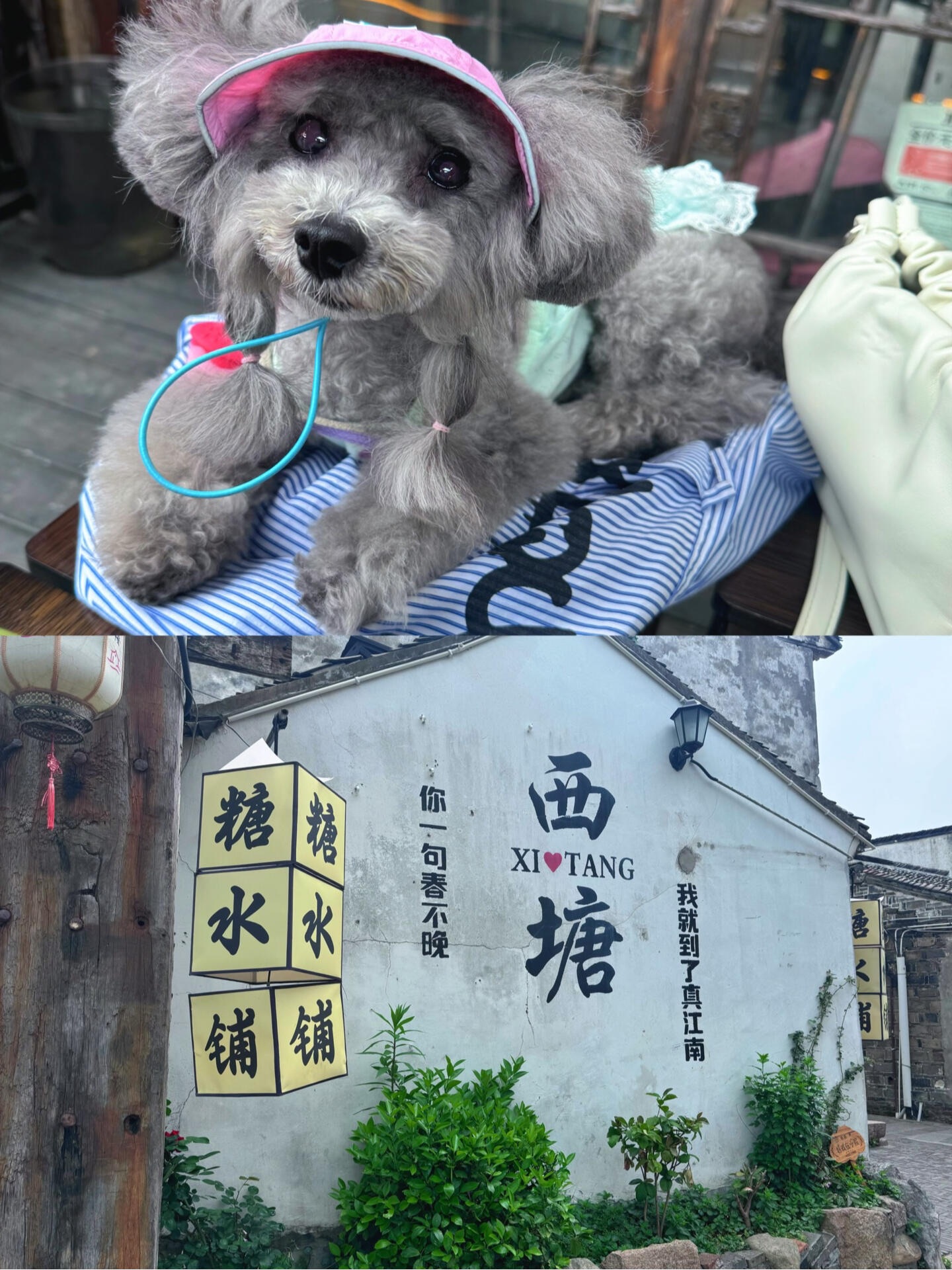【上海🚗西塘｜1.5h带狗闯入江南水墨画】