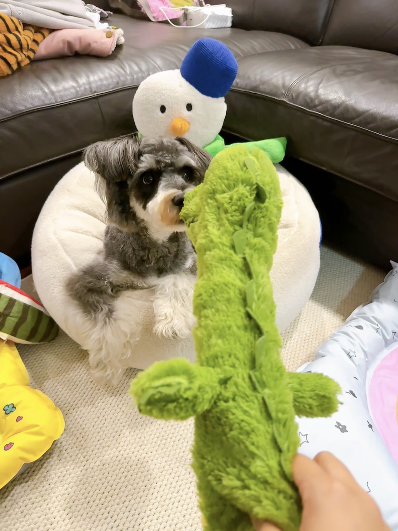 元宝的新玩具-Qmonster长脖鳄鱼