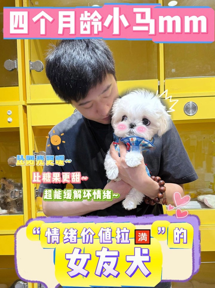 养一只能“提高幸福感”的修狗｜是种什么体验❓