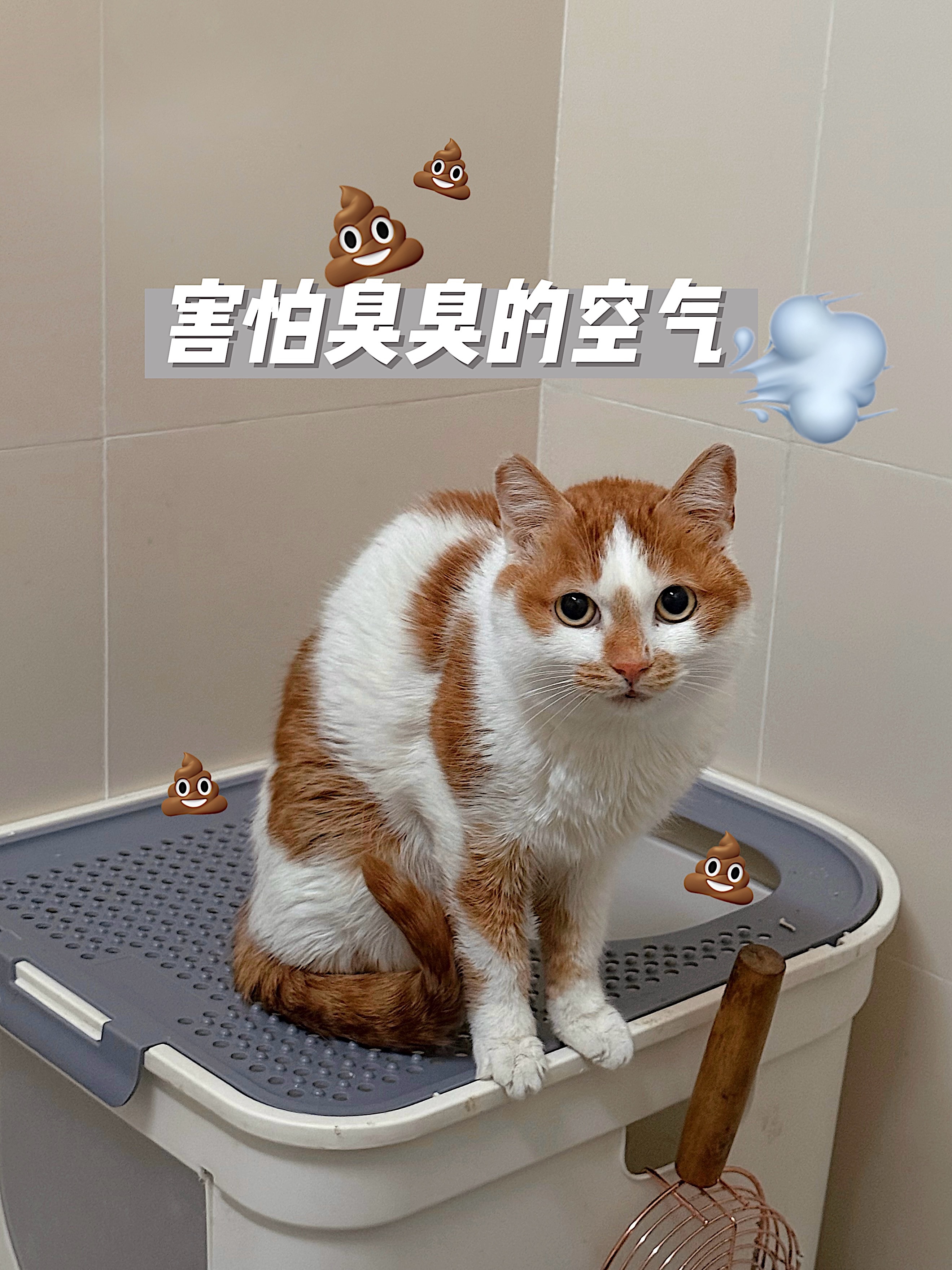 🛒 𝑉𝑙𝑜𝑔｜养猫十年 也没办法与臭气和解