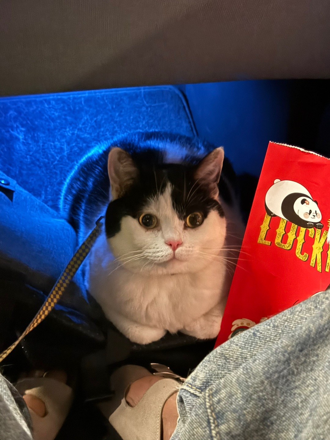 勇敢的小猫已经开始五一假期了