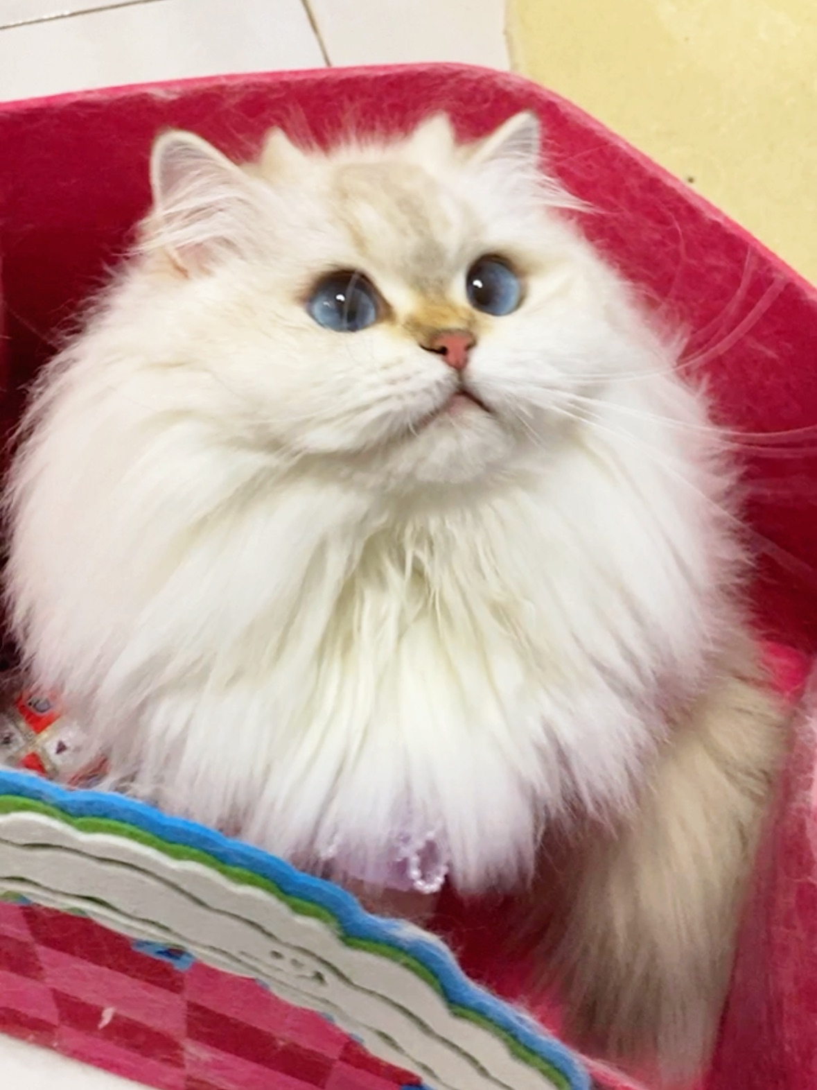 猫猫闹钟准时响起啦！