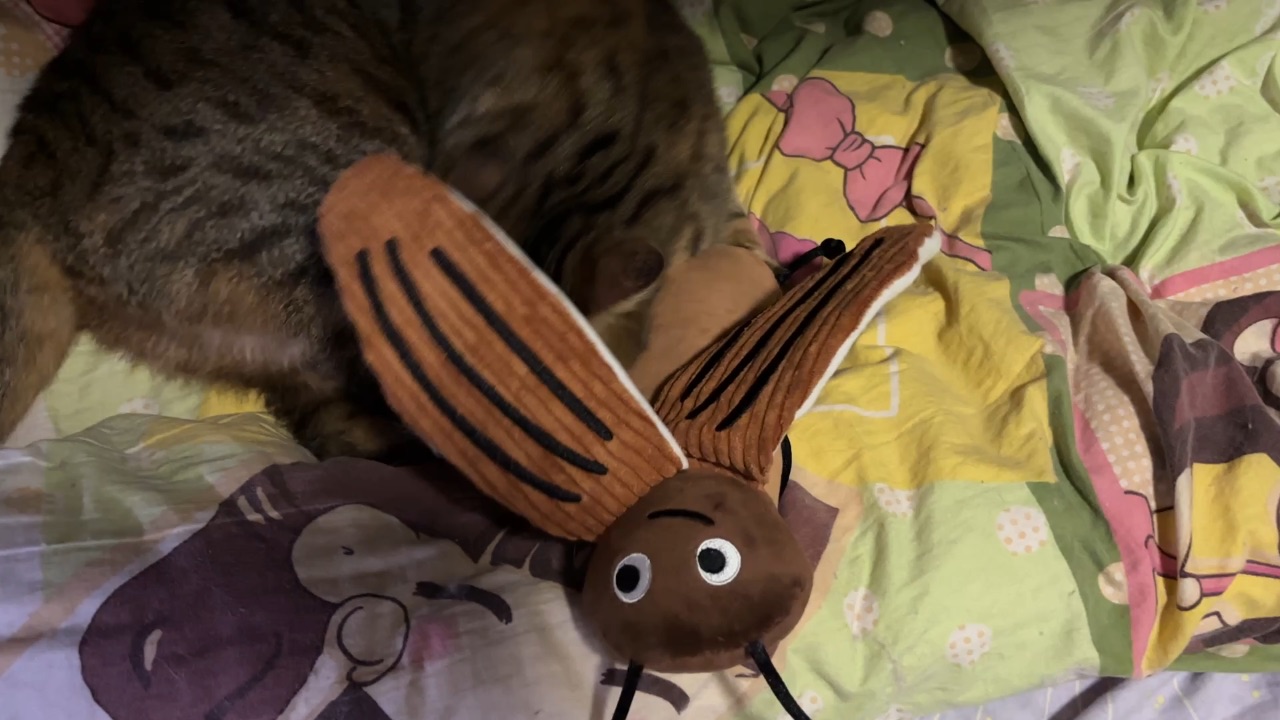 04.29猫咪喜欢